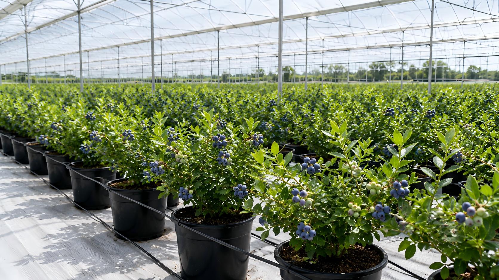 Blueberry Farm