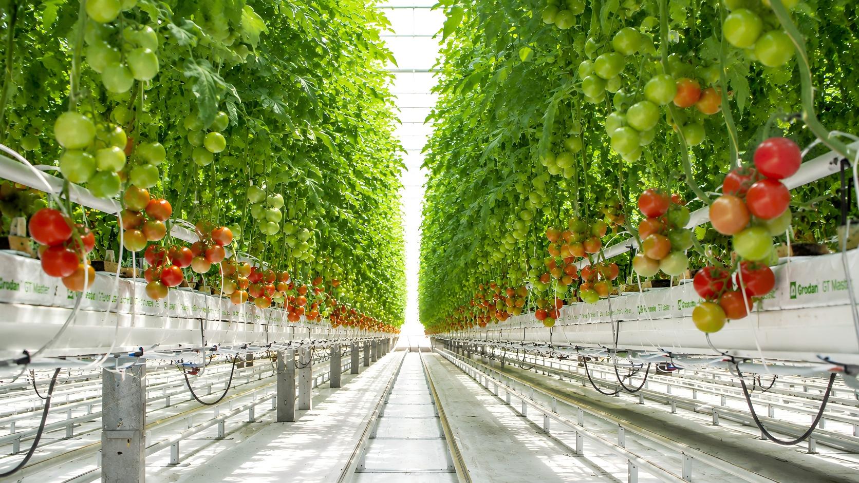 Substrate-Cultivated Tomato