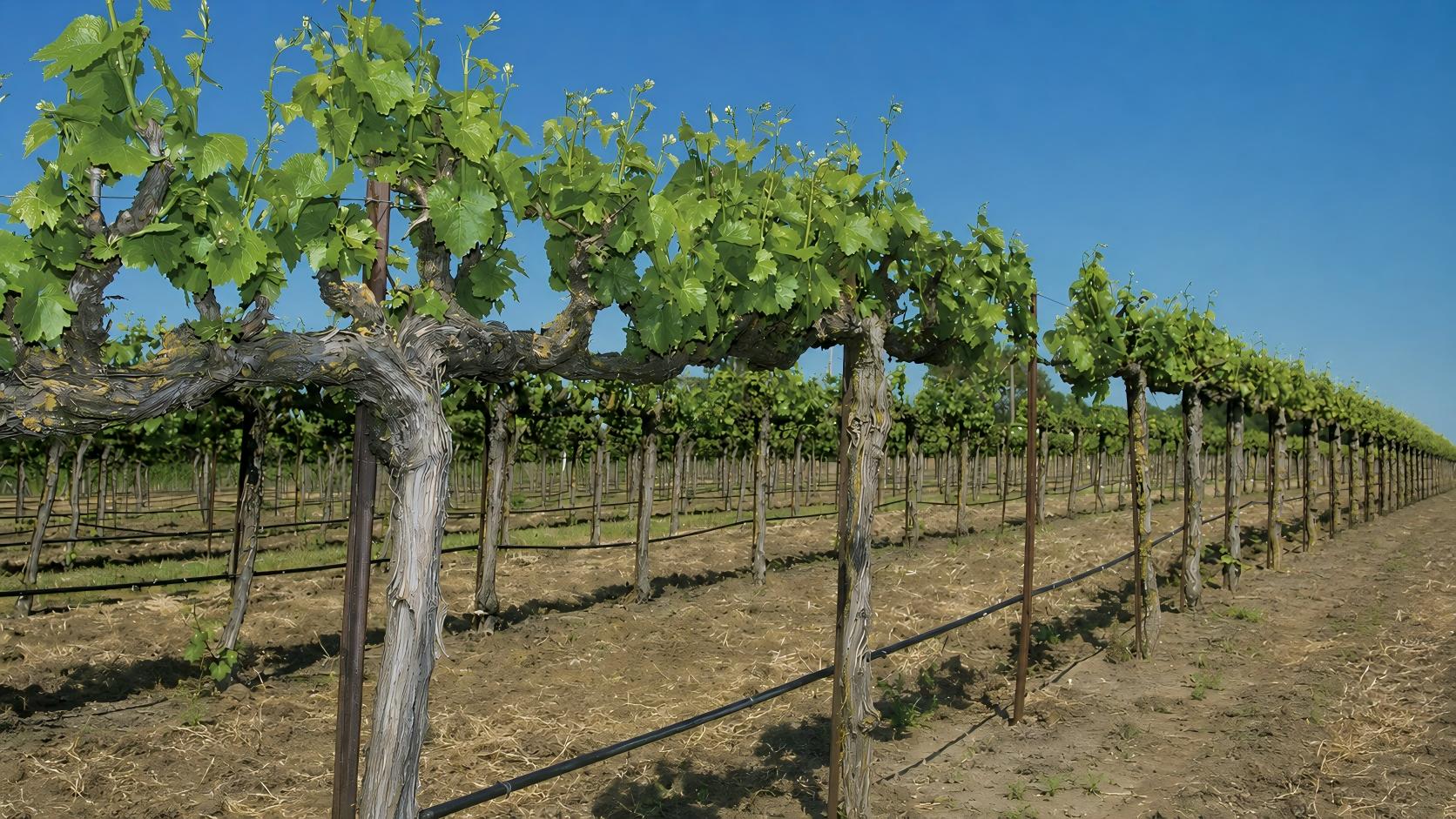 Vineyard Drip Lines