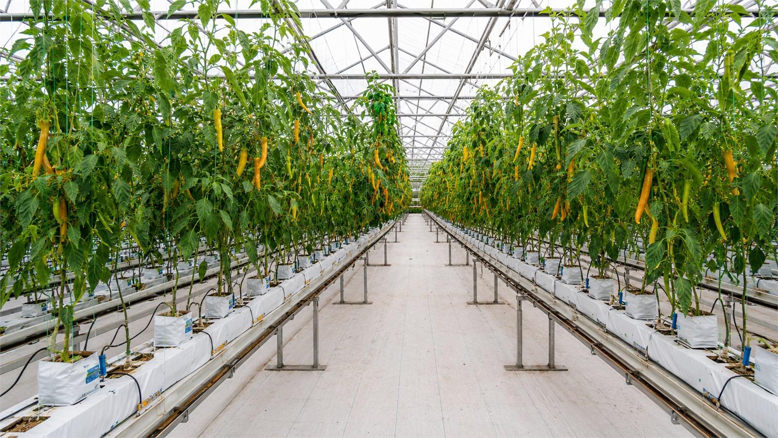 Greenhouse Vegetables