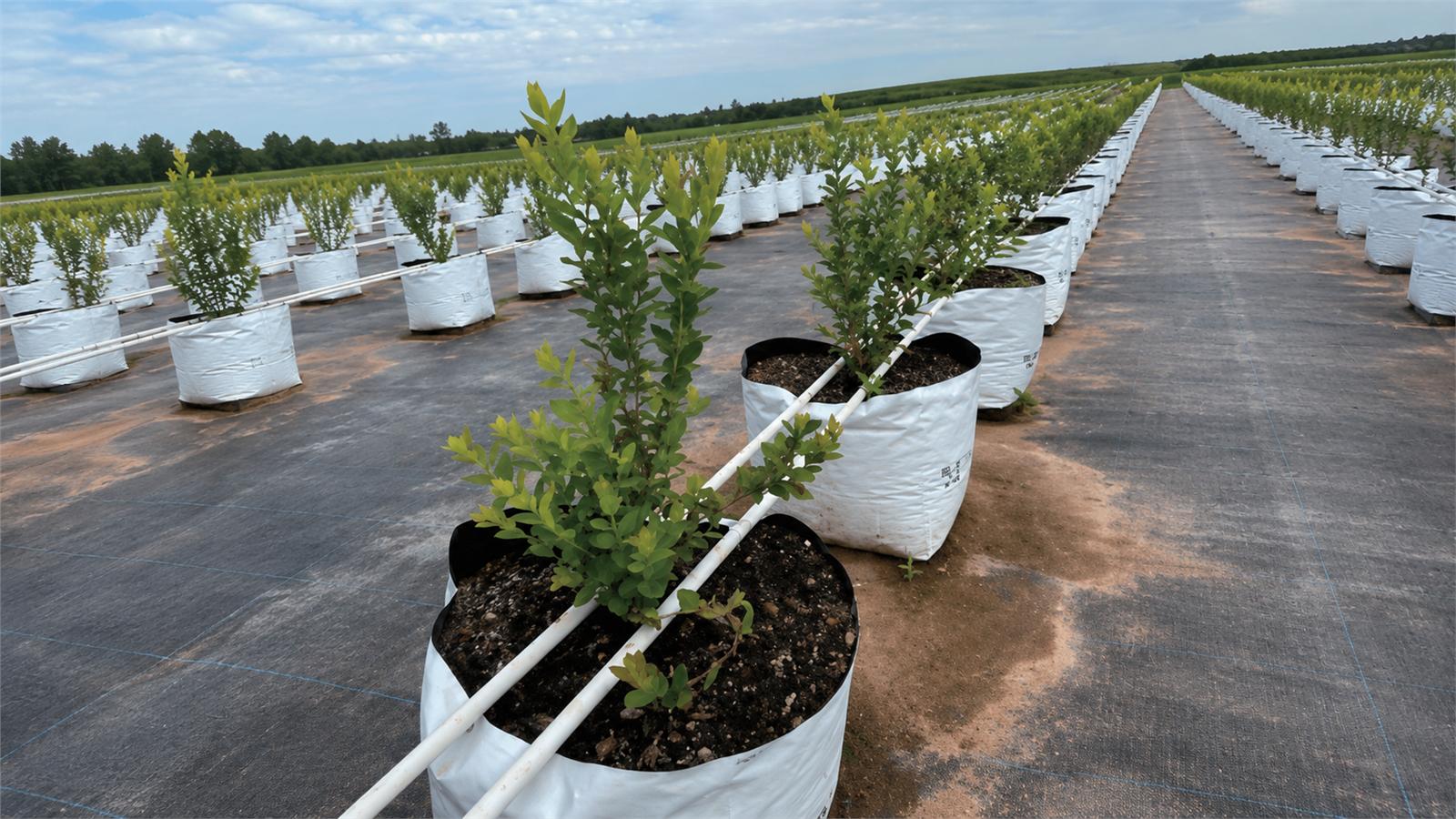 Blueberry & High-Value Crops