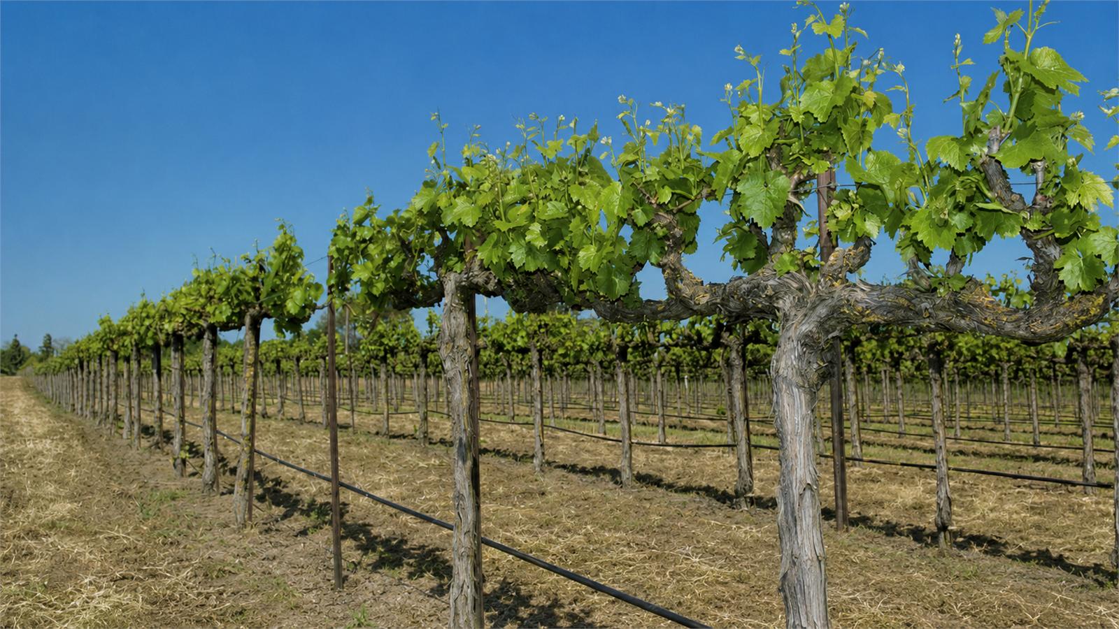 Vineyard Drip Irrigation Control